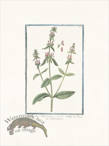 Bonelli 240 Wundwort